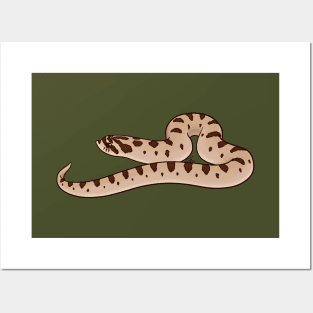 Western Hognose, Conda Morph Posters and Art